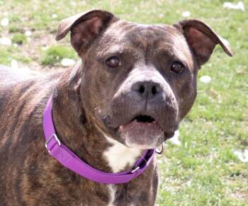 Rescue Pit Bull Terrier Dogs for Adoption in Euclid, Ohio - Estelle | PetCurious