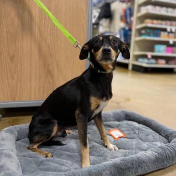 Miniature Pinscher and Terrier Dogs Available for Adoption - WIGGINS | PetCurious