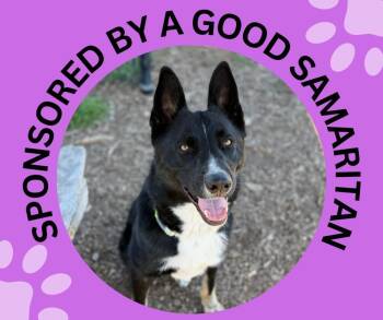 Border Collie and German Shepherd Dog Dogs Available for Adoption in Santa Cruz, California - THOR | PetCurious