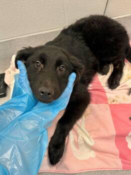Eclipse -  Labrador Retriever and Mixed Breed Dog for Adoption in Chillicothe, Ohio - Eclipse | PetCurious