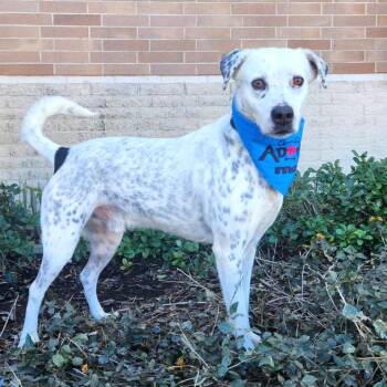 Rescue Pointer and Labrador Retriever Dogs for Adoption in Austin, Texas - Julian JuM | PetCurious
