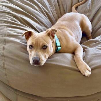 American Staffordshire Terrier Dogs Available for Adoption - Naia | PetCurious