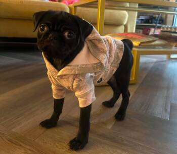 Pug Dogs Available for Adoption in Floresville, Texas - Palmer | PetCurious