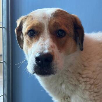 Great Pyrenees Dogs Available for Adoption in Show Low, Arizona - Nova | PetCurious