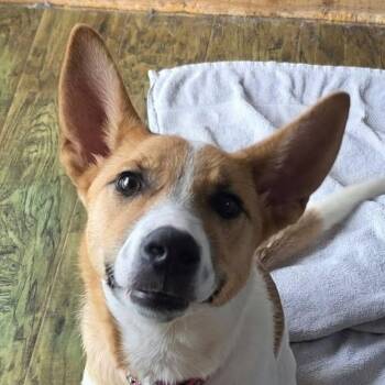 Pickles -  Cattle Dog Dog for Adoption in Kempner, Texas - Pickles | PetCurious