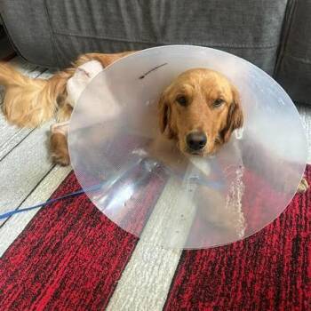 Golden Retriever Dogs Available for Adoption in Louisville, Kentucky - Cassidy #7125 | PetCurious
