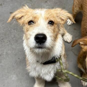 Smalls -  Terrier Dog for Adoption in Yuma, Arizona - Smalls | PetCurious