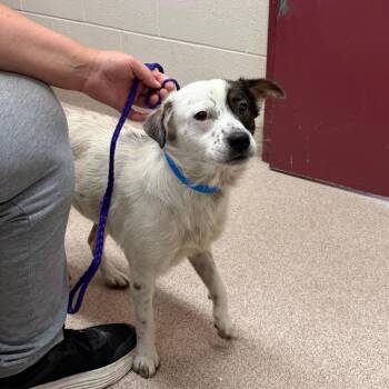 Australian Shepherd and Mixed Breed Dogs Available for Adoption in Ardmore, Oklahoma - Jax | PetCurious