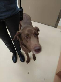 Oso 46729 -  Labrador Retriever and Siberian Husky Dog for Adoption in Pocatello, Idaho - Oso 46729 | PetCurious