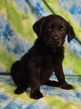 Rottweiler and Golden Retriever Dogs Available for Adoption in East Sparta, Ohio - Eggs Benedict | PetCurious