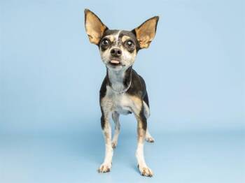 SARAH -  Chihuahua Dog for Adoption in Phoenix, Arizona - SARAH | PetCurious