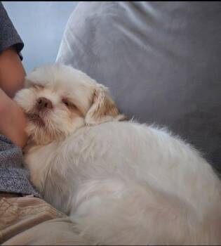 Sara -  Shih Tzu Dog for Adoption in London, Ontario - Sara | PetCurious
