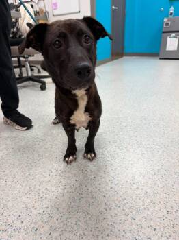 Trixie -  Black Labrador Retriever and Basset Hound Dog for Adoption in Wando, South Carolina - Trixie | PetCurious