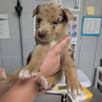 Chalupa -  Mixed Breed Dog for Adoption in West Olive, Michigan - Chalupa | PetCurious
