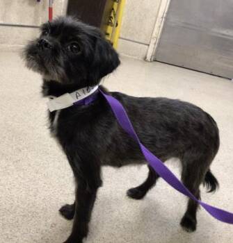LILO -  Terrier and Mixed Breed Dog for Adoption in Riverside, California - LILO | PetCurious