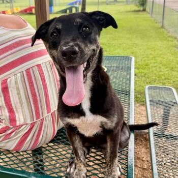 Boots -  Terrier and Mixed Breed Dog for Adoption in Riverwoods, Illinois - Boots | PetCurious