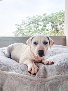 Pearl - The Cuddliest Girl -  Beagle and Canaan Dog Dog for Adoption in Carolina, Carolina - Pearl - The Cuddliest Girl | PetCurious