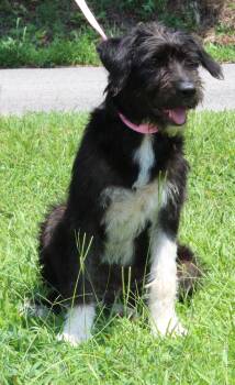 Noodle 43903 -  Terrier Dog for Adoption in Prattville, Alabama - Noodle 43903 | PetCurious