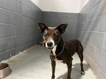 Rescue Pit Bull Terrier and Labrador Retriever Dogs for Adoption in Noble, Oklahoma - Candy 25 - 0437 | PetCurious