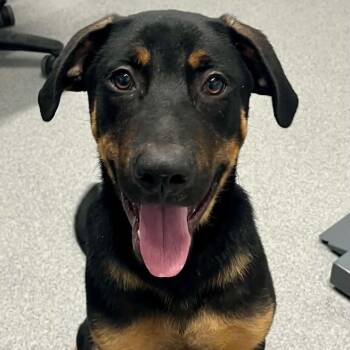 Shag -  Labrador Retriever Dog for Adoption in Moundsville, West Virginia - Shag | PetCurious