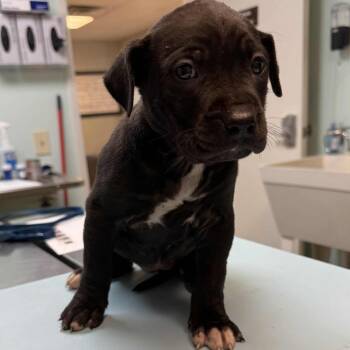 Rescue Labrador Retriever Dogs for Adoption in Carmel Hamlet, New York - Daisy (Calhoun Twins) | PetCurious