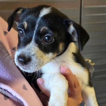 Franny -  Terrier Dog for Adoption in Fairfax Station, Virginia - Franny | PetCurious