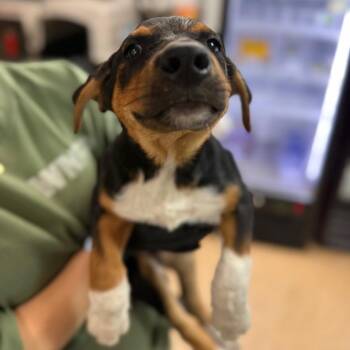 Spruce -  Mixed Breed Dog for Adoption in Tacoma, Washington - Spruce | PetCurious