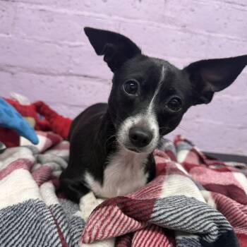 Judy -  Chihuahua Dog for Adoption in Modesto, California - Judy | PetCurious