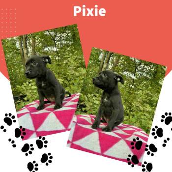 Rescue Australian Cattle Dog Blue Heeler Dogs for Adoption in Hayward, Wisconsin - Pixie | PetCurious