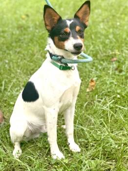 Cash- Transport -  Feist and Mixed Breed Dog for Adoption in Gradyville, Kentucky - Cash- Transport | PetCurious