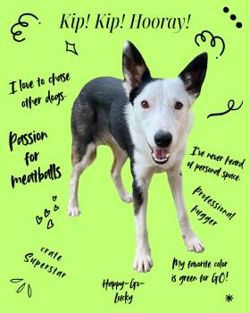 Kip -  Border Collie and Australian Shepherd Dog for Adoption in Austin, Texas - Kip | PetCurious