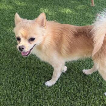Tate Langdon -  Pomeranian and Chihuahua Dog for Adoption in Las Vegas, Nevada - Tate Langdon | PetCurious