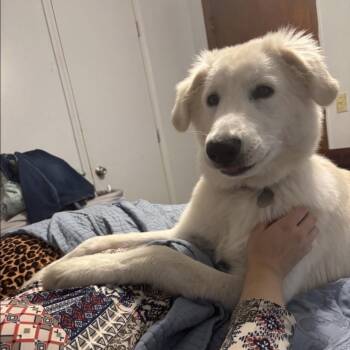 Rex -  Great Pyrenees Dog for Adoption in Heber Springs, Arkansas - Rex | PetCurious