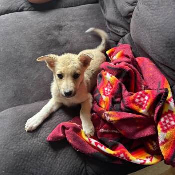 Hashbrown -  Mixed Breed Dog for Adoption in Buffalo, Minnesota - Hashbrown | PetCurious