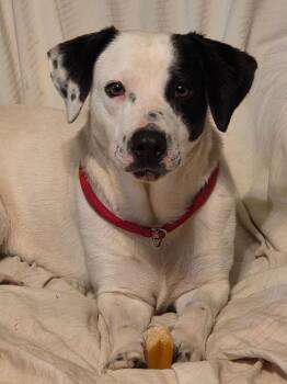 Australian Cattle Dog Blue Heeler Dogs Available for Adoption - Keisha NKA Anna | PetCurious