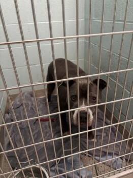 Doc -  Pit Bull Terrier and Mixed Breed Dog for Adoption in Fishers, Indiana - Doc | PetCurious