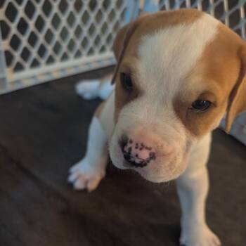 Sergeant -  American Bulldog Dog for Adoption in Pittsburg, Kansas - Sergeant | PetCurious