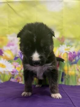 Shepherd and Mixed Breed Dogs Available for Adoption in San Antonio, Texas - Lestat | PetCurious