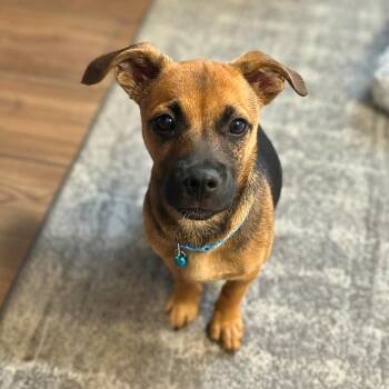 Rescue Shepherd and Terrier Dogs for Adoption in Baldwin, Maryland - Yoshi | PetCurious