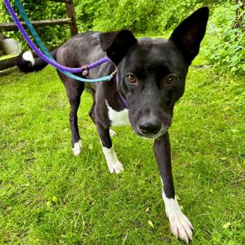 Bonnett -  Mixed Breed Dog for Adoption in Wantagh, New York - Bonnett | PetCurious