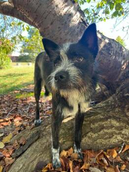 Pedro -  Terrier Dog for Adoption in Candler, North Carolina - Pedro | PetCurious