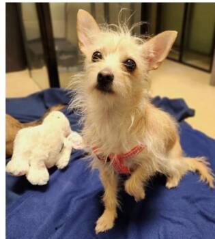 Chihuahua Dogs Available for Adoption in Minneapolis, Minnesota - Caeli | PetCurious