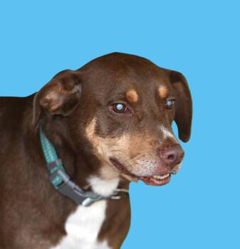 BANDIT - Super sweet blind boy waiting for his forever home -  Mountain Cur and Hound Dog for Adoption in Falmouth, Maine - BANDIT - Super Sweet Blind Boy Waiting For His Forever Home | PetCurious