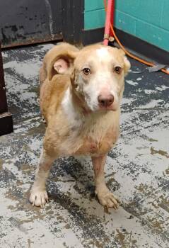 Cisco #155 -  Hound and Pit Bull Terrier Dog for Adoption in New Lexington, Ohio - Cisco #155 | PetCurious