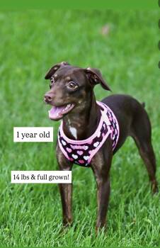 Sophie -  Miniature Pinscher and Italian Greyhound Dog for Adoption in Falmouth, Maine - Sophie | PetCurious