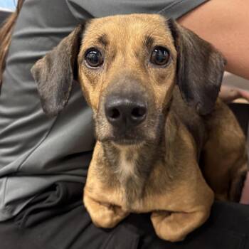 Tink -  Dachshund Dog for Adoption in Tampa, Florida - Tink | PetCurious
