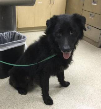 Rescue German Shepherd Dog Dogs for Adoption in Riverside, California - JOE | PetCurious