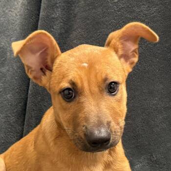 Bake -  Shepherd and Mixed Breed Dog for Adoption in Brenham, Texas - Bake | PetCurious