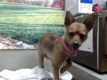 Rescue Basenji and Chihuahua Dogs for Adoption in Moreno Valley, California - A546582 | PetCurious