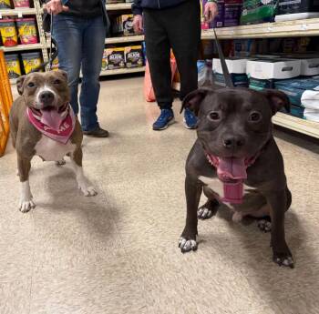 Linus -  Pit Bull Terrier and American Staffordshire Terrier Dog for Adoption - Linus | PetCurious